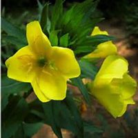 唯美好看夜来香微信头像