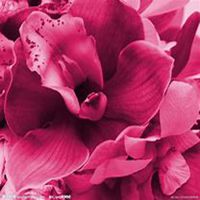 唯美好看夜来香微信头像