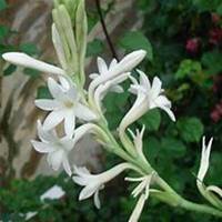 唯美好看夜来香微信头像