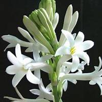 唯美好看夜来香微信头像