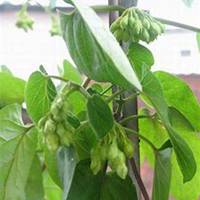 唯美好看夜来香微信头像