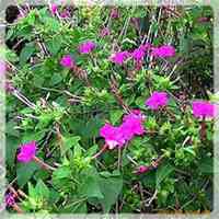 唯美好看夜来香微信头像