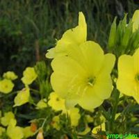 唯美好看夜来香微信头像