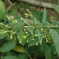 唯美好看夜来香微信头像