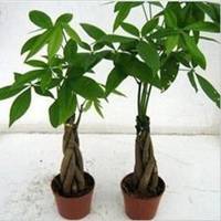 唯美好看富贵竹微信头像