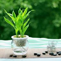 唯美好看富贵竹微信头像