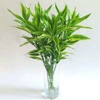 唯美好看富贵竹微信头像