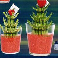 唯美好看富贵竹微信头像