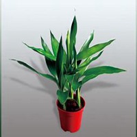 唯美好看富贵竹微信头像