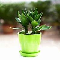 唯美好看富贵竹微信头像