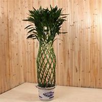 唯美好看富贵竹微信头像