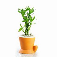 唯美好看富贵竹微信头像