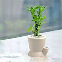 唯美好看富贵竹微信头像