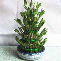 唯美好看富贵竹微信头像