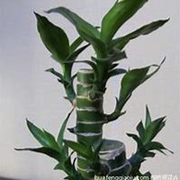 唯美好看富贵竹微信头像