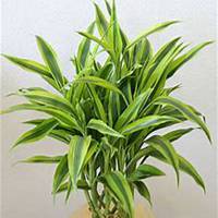 唯美好看富贵竹微信头像