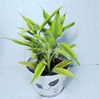 唯美好看富贵竹微信头像