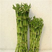 唯美好看富贵竹微信头像