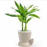 唯美好看富贵竹微信头像