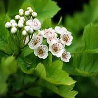 唯美好看山楂花微信头像