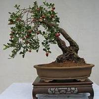 唯美好看山楂花微信头像