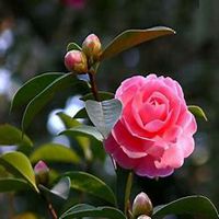 唯美好看山楂花微信头像