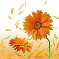 唯美好看山楂花微信头像