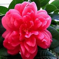 唯美好看山楂花微信头像