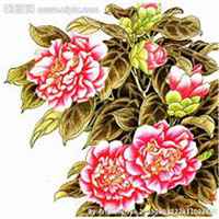 唯美好看山楂花微信头像