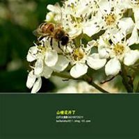 唯美好看山楂花微信头像