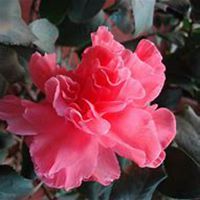 唯美好看山楂花微信头像