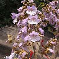 唯美好看山楂花微信头像