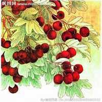 唯美好看山楂花微信头像