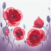 唯美好看山楂花微信头像