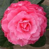 唯美好看山楂花微信头像