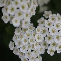 唯美好看山楂花微信头像