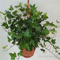 唯美好看常春藤微信头像