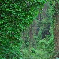 唯美好看常春藤微信头像