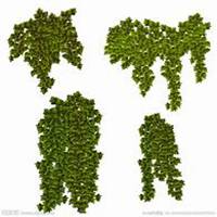 唯美好看常春藤微信头像