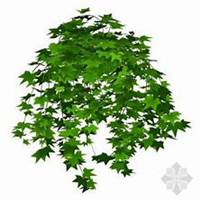 唯美好看常春藤微信头像