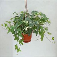 唯美好看常春藤微信头像