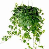 唯美好看常春藤微信头像