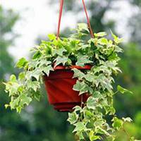 唯美好看常春藤微信头像