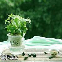 唯美好看常春藤微信头像