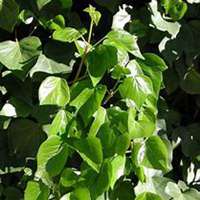 唯美好看常春藤微信头像