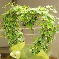 唯美好看常春藤微信头像