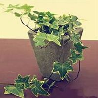 唯美好看常春藤微信头像