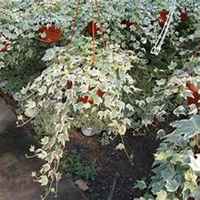 唯美好看常春藤微信头像