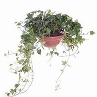 唯美好看常春藤微信头像