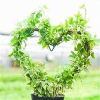 唯美好看常春藤微信头像